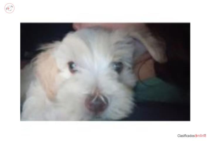 Schnoodle hembra a 700 Puerto Rico