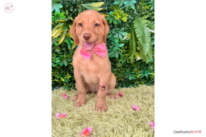 Labrador Retriever Nena con papeles  Puerto Rico