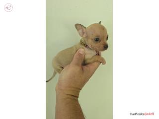 375chihuahua hembra  Puerto Rico