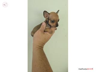 375chihuahua macho Puerto Rico
