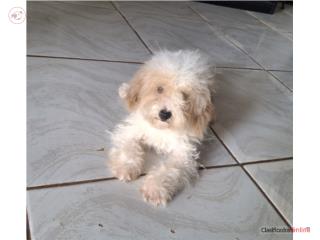TOY POODLE MACHO BLANCO & GOLD, Puppy