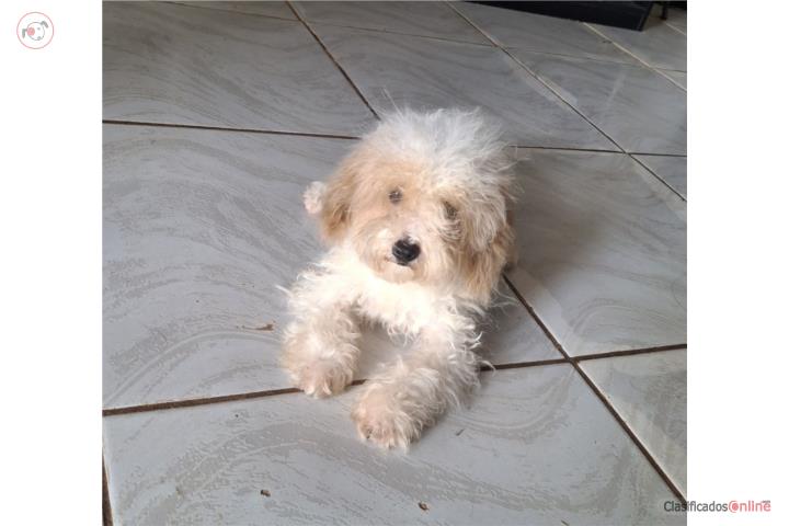 TOY POODLE MACHO BLANCO & GOLD Puerto Rico