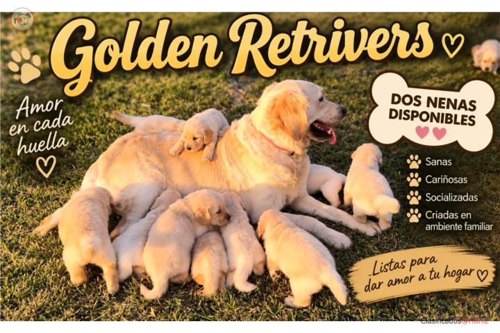 Golden Retriever  Puerto Rico