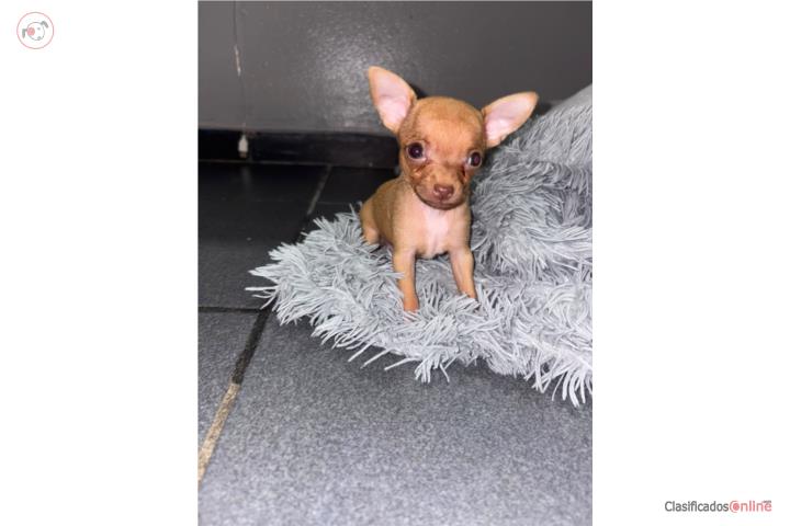 Hermosos chihuahuas mini  Puerto Rico