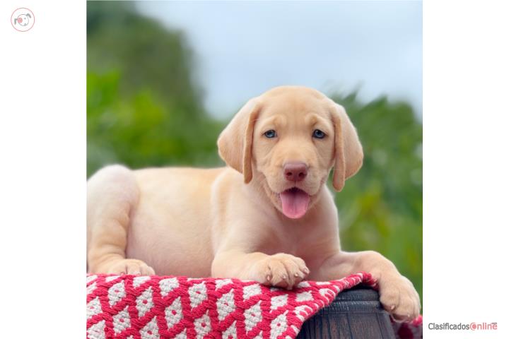 LABRADOR CREMA RED NOSE OJOS VERDES Puerto Rico