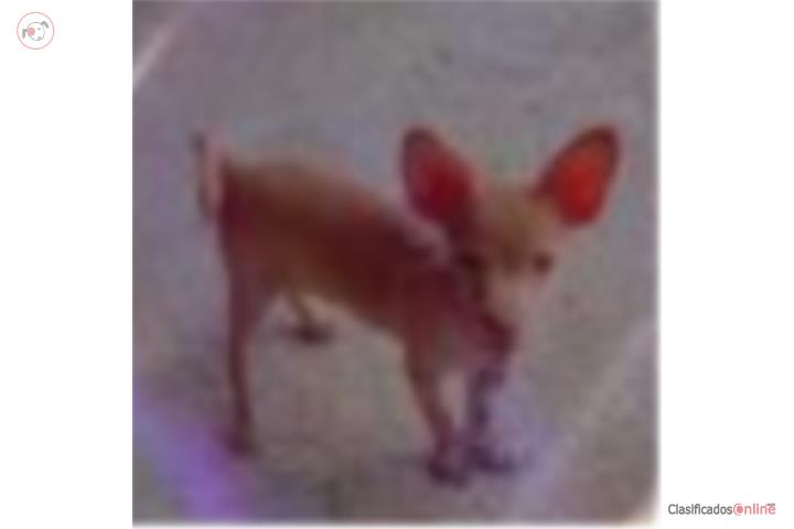 Chihuahua nene Guayanilla  Puerto Rico