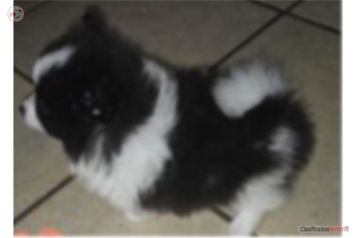 Pomeranian hembra pinta  Puerto Rico