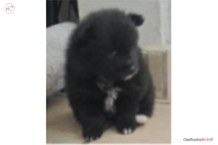 Pomeranian macho negro  Puerto Rico
