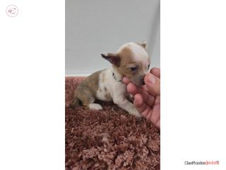 375chihuahua hembra  Puerto Rico