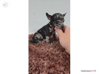 375chihuahua hembra  Puerto Rico