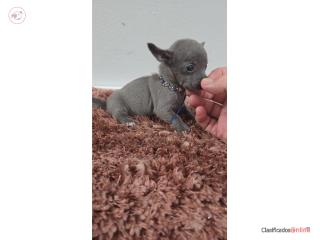 375chihuahua hembra  Puerto Rico
