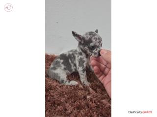 375chihuahua macho Puerto Rico