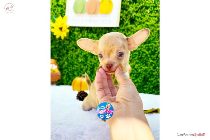 CHIHUAHUA TOY NENE MERLE RED NOSE PAPELES  Puerto Rico