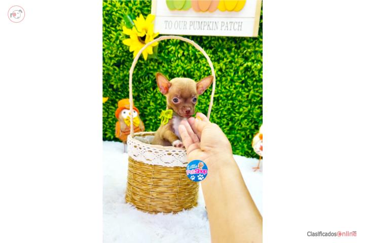 CHIHUAHUA TOY NENE CHOCOLATE CON PAPELES  Puerto Rico