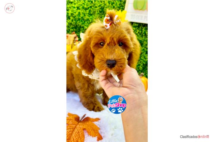 DOODLE MINI RED NENA  Puerto Rico