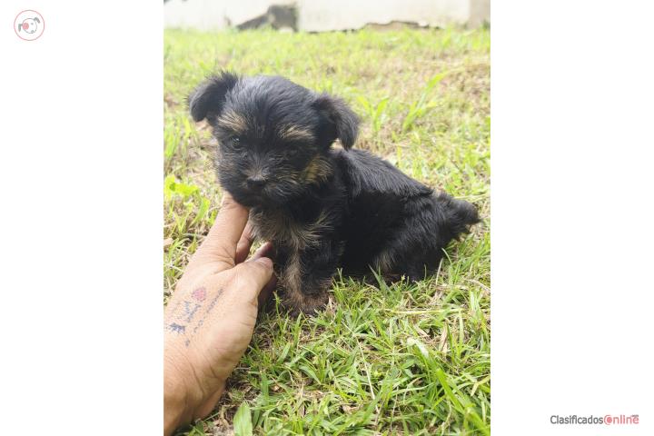 TOY YORKIE MACHO DE CALIDAD Puerto Rico