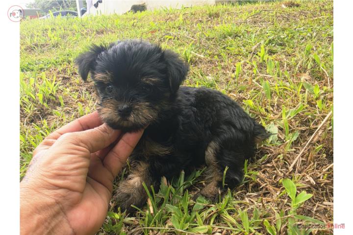 TEA CUP YORKIES HEMBRAS CALIDAD Puerto Rico