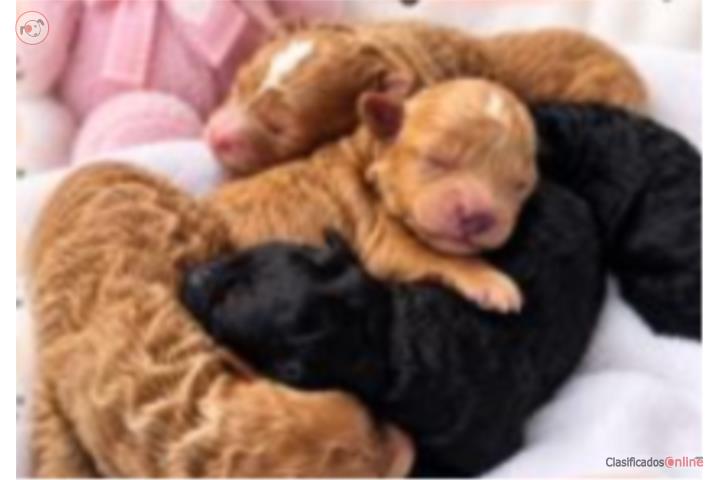 Toy Poodles Puerto Rico