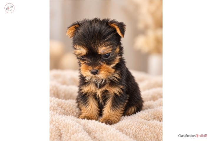 TEA CUP YORKIE HEMBRA ENANITA Puerto Rico