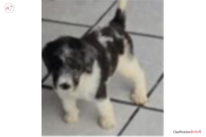 Poodle standar  Puerto Rico