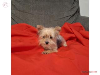 YORKIE TOY HEMBRA GOLD and SILVER, Puppy