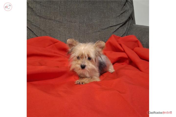 YORKIE TOY HEMBRA GOLD and SILVER Puerto Rico