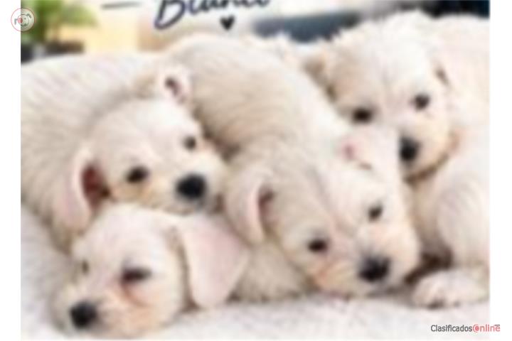 Schnauzer mini White Puro Puerto Rico