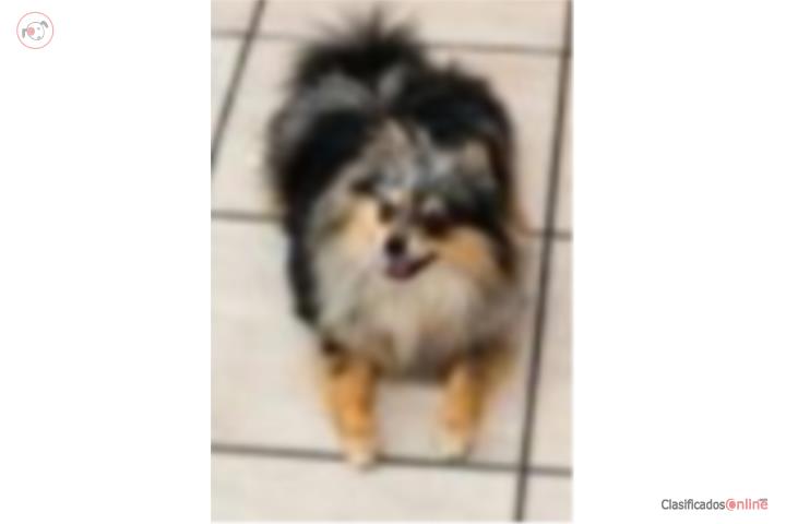 Toy Merle Pomeranian in Puerto Rico