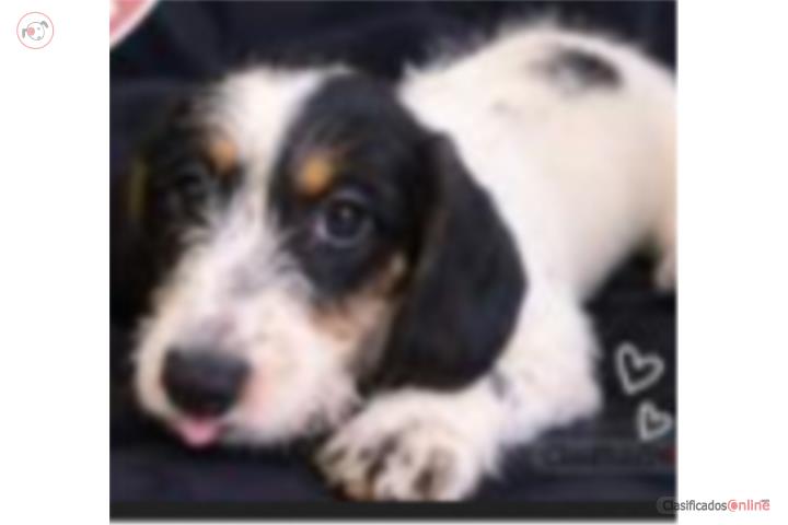 Wirehaired dachshund hembra Puerto Rico