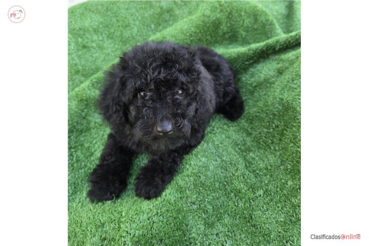 Toy Poodle macho Papeles AKC  Puerto Rico