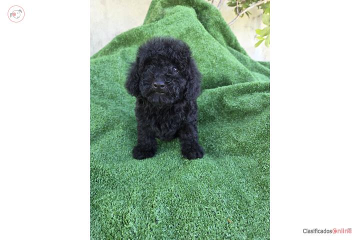 Toy Poodle Machos Papeles AKC  Puerto Rico