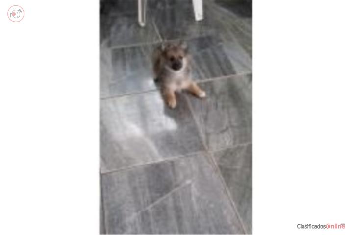 Pomerania macho Puerto Rico