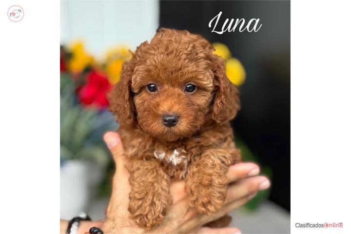 Cavapoo Nena - Puppy Land PR  Puerto Rico