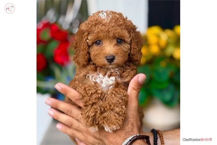 Mini Poodle AKC - Puppy Land PR  Puerto Rico