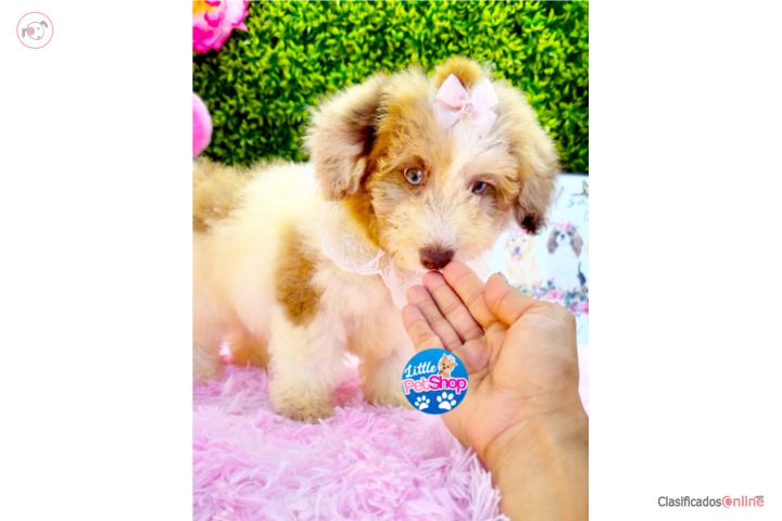 POODLE MINI NENA CON PAPELES  Puerto Rico