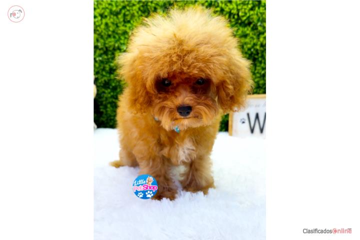 POODLE TCUP NENE CON PAPELES Puerto Rico