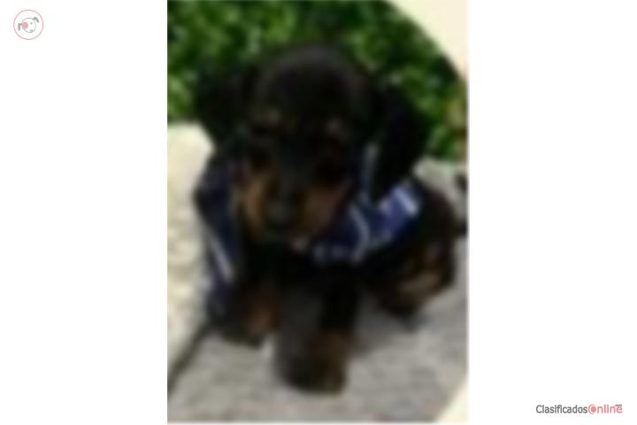 Salchicha Dachshund  Puerto Rico