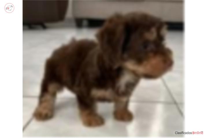 Yorkie Poo Macho Puerto Rico