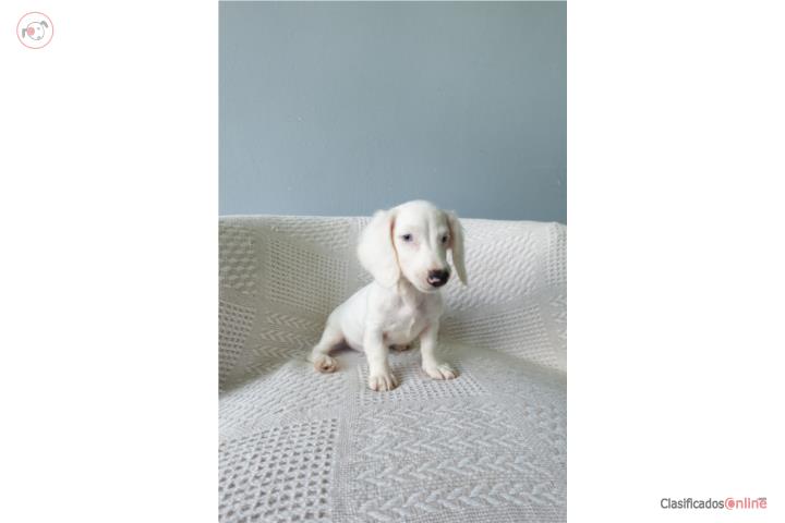 Salchicha mini macho blanco Puerto Rico