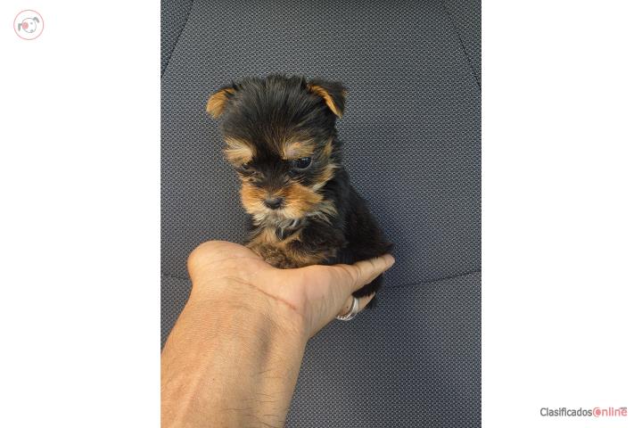 TEA CUP YORKIE HEMBRA ENANITA Puerto Rico