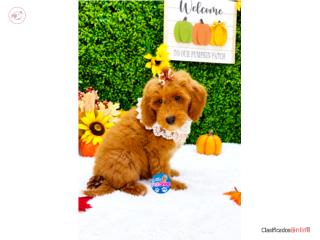 DOODLE MINI RED NENA , LITTLE PET SHOP