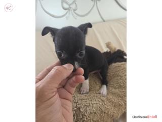 Chihuahuas machos applehead Puerto Rico
