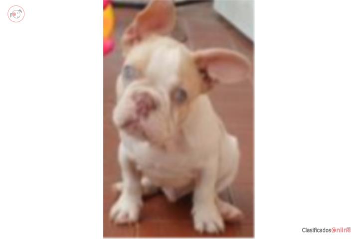 French bulldog  Puerto Rico