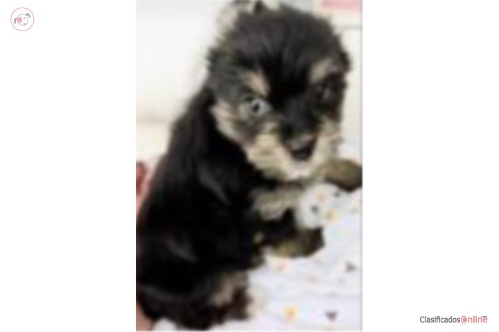 Yorkie Nena Puerto Rico