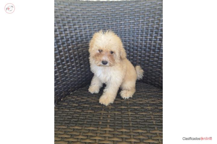 Toy Poodle Hembra Papeles AKC  Puerto Rico