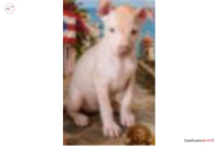 Viringa la mascota del futuro Puerto Rico