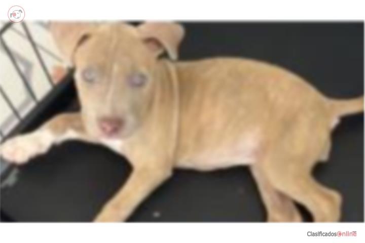 Pitbull  Puerto Rico