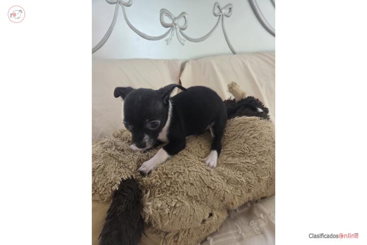 Chihuahua Appleheads macho  Puerto Rico