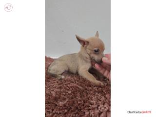 275 chihuahua macho  Puerto Rico