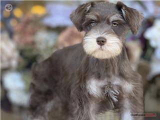 Mini Schnauzer Choco Liver - Los Osos PR, Los Osos PR